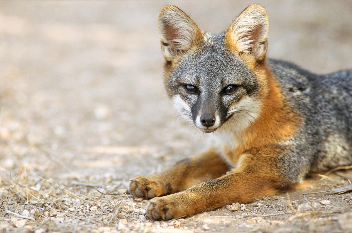 Urocyon littoralis серая лисица