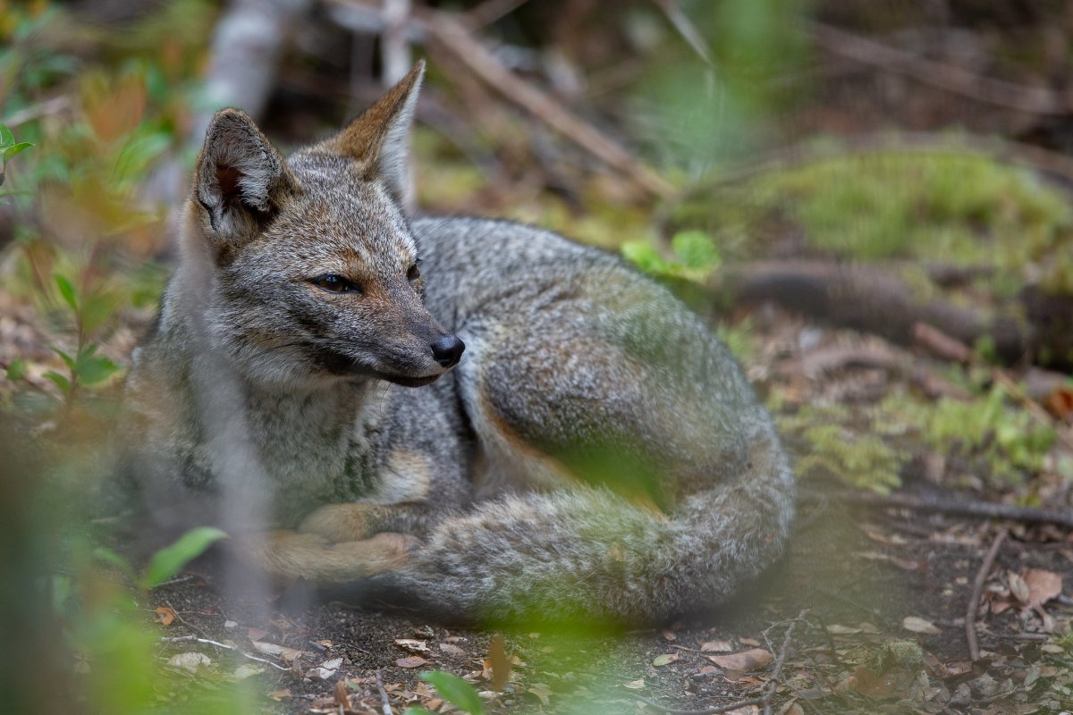 Пампасская лисица Южной Америки