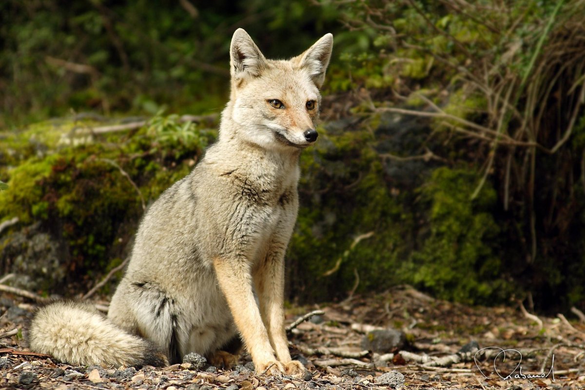 Секуранская лисица