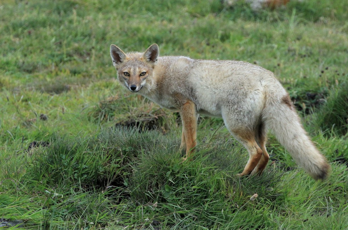 Андская лисица