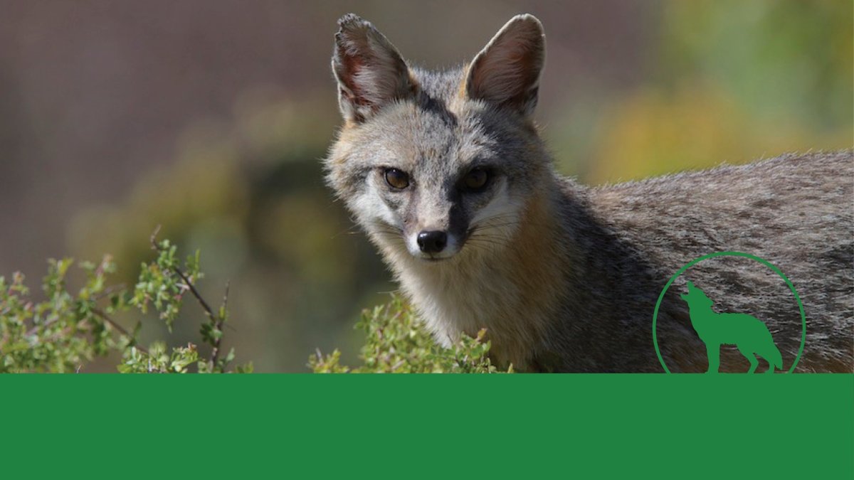 Фолклендская лисица фото