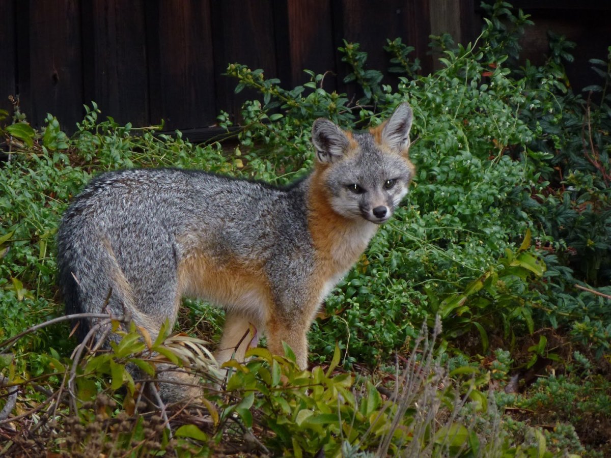 Пампасская лисица Южной Америки
