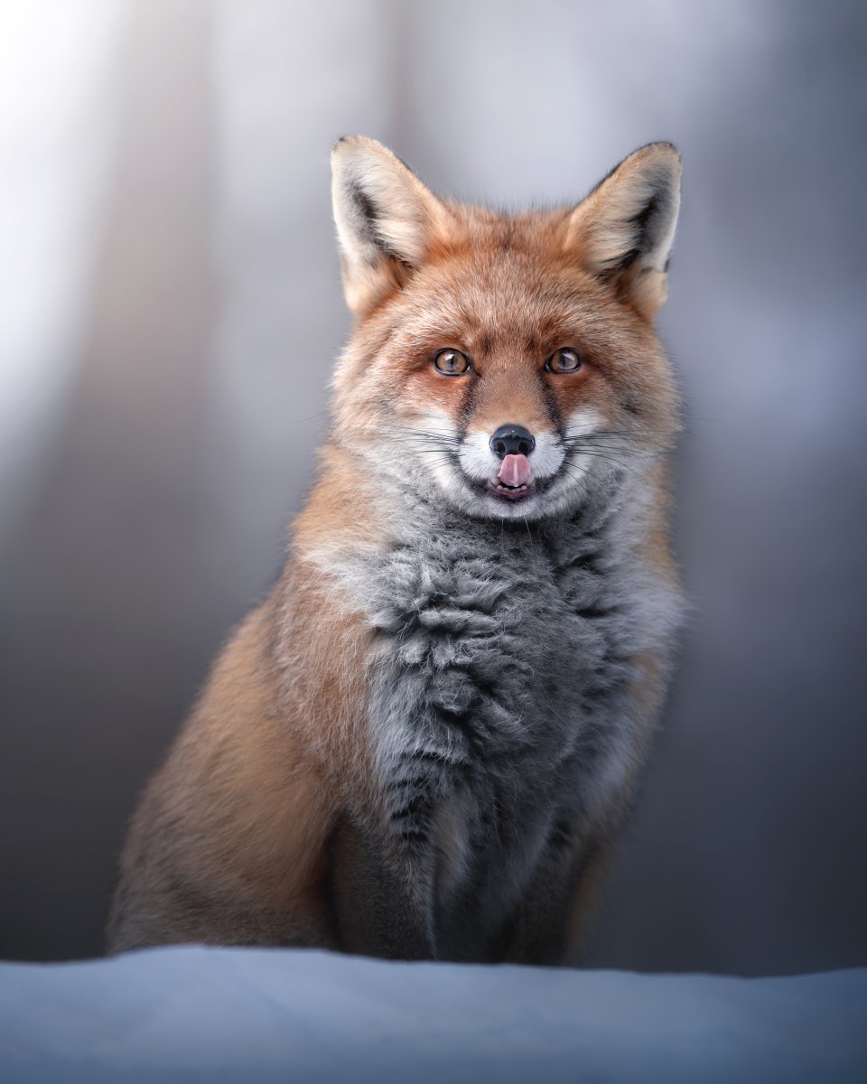 Лиса с языком