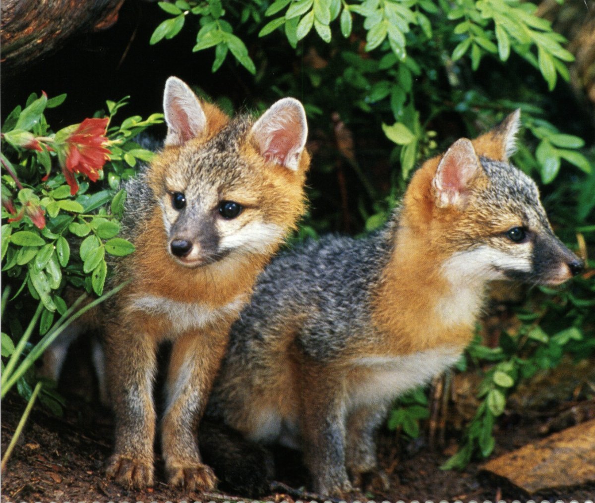 Островная (серая) лисица