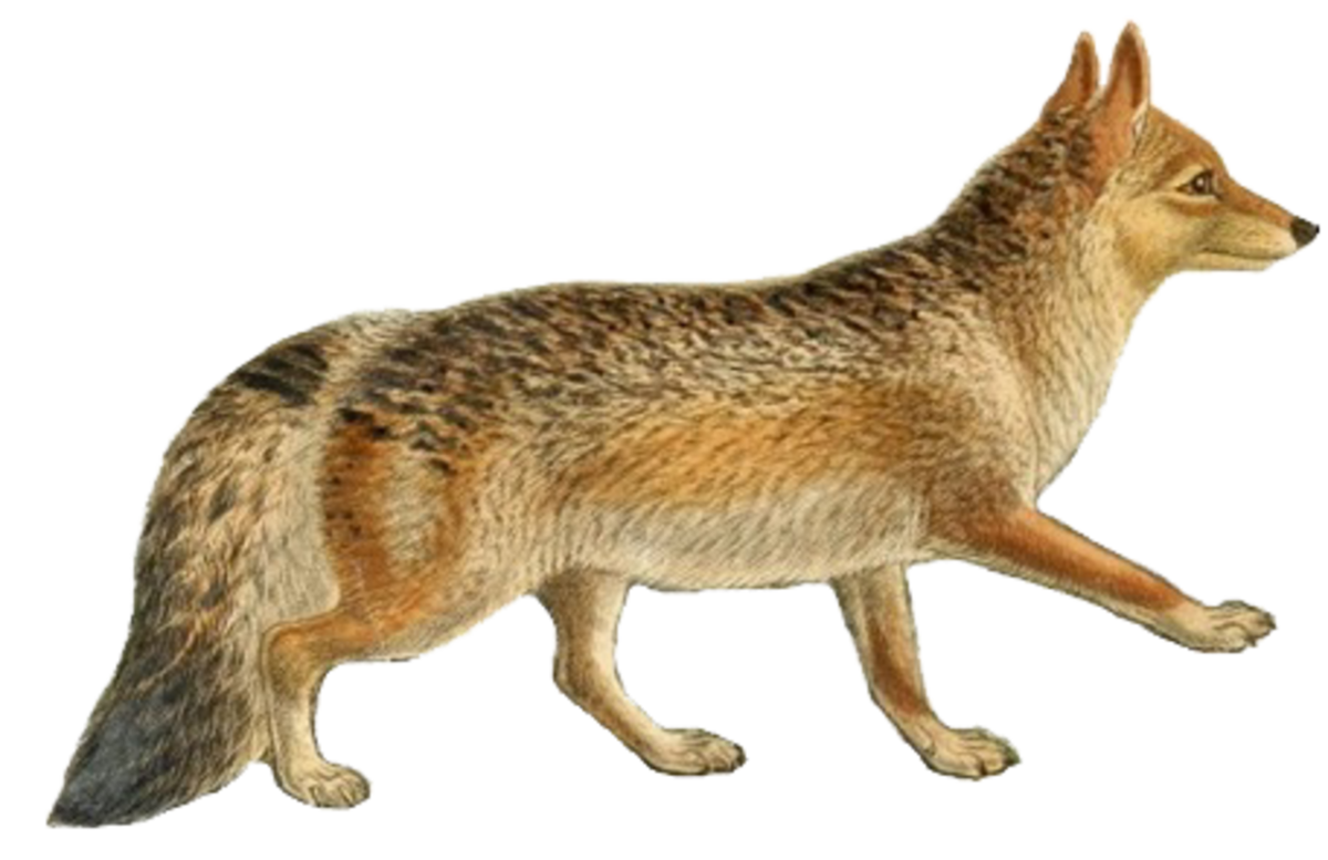 Андская лисица