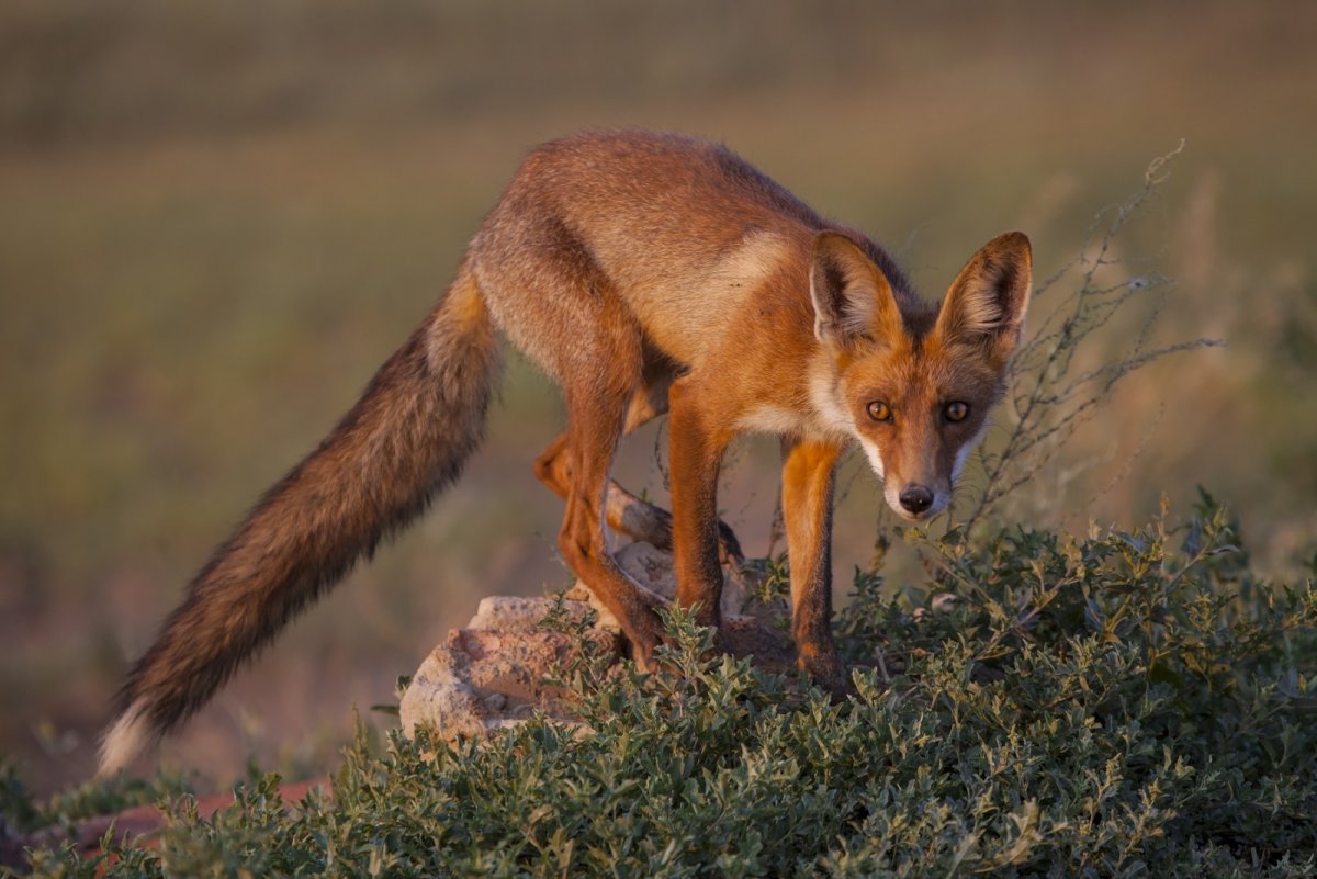 Животные Донской степи