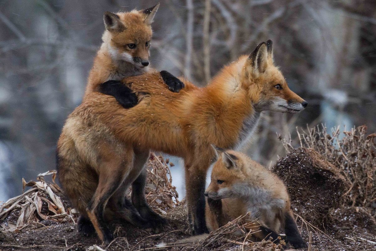Лиса обыкновенная с лисятами