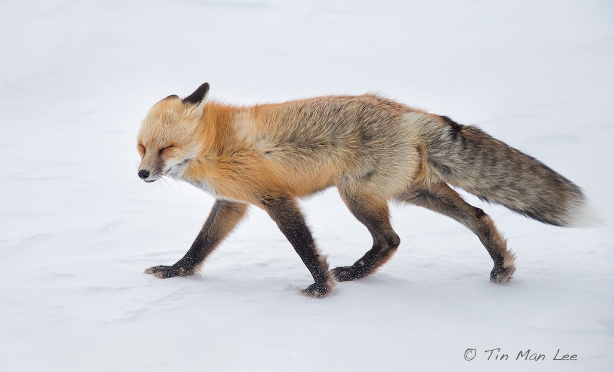 Лиса на ветру