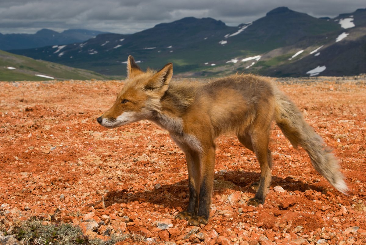 Горная лисица Крыма