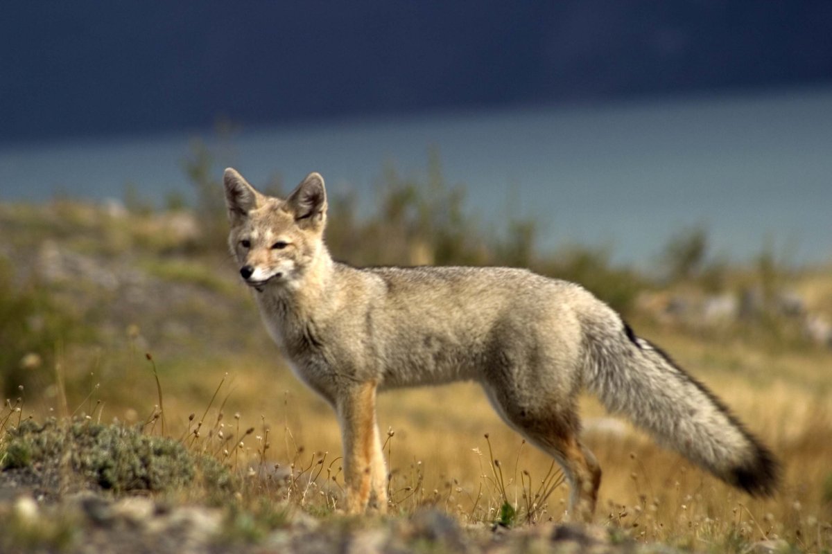 Патагонская серая лисица