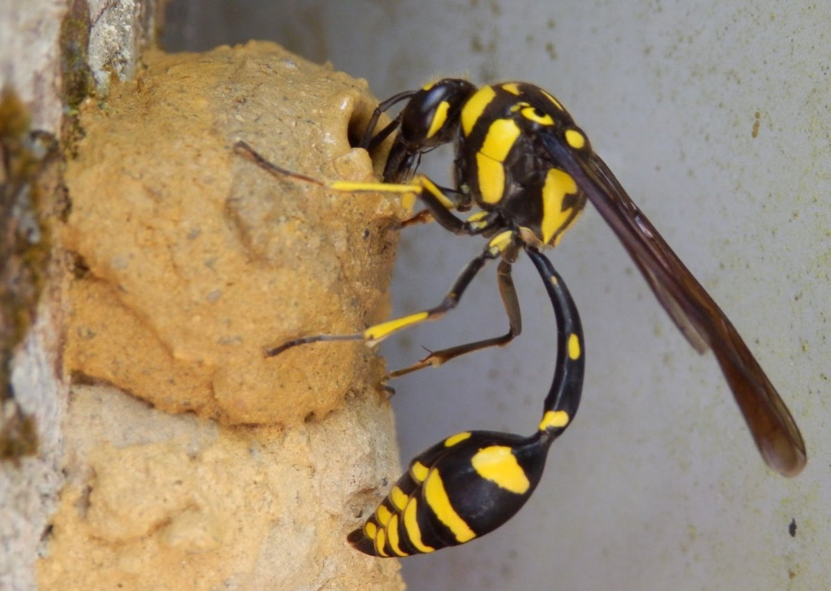 Оса Эвмена-каменщик