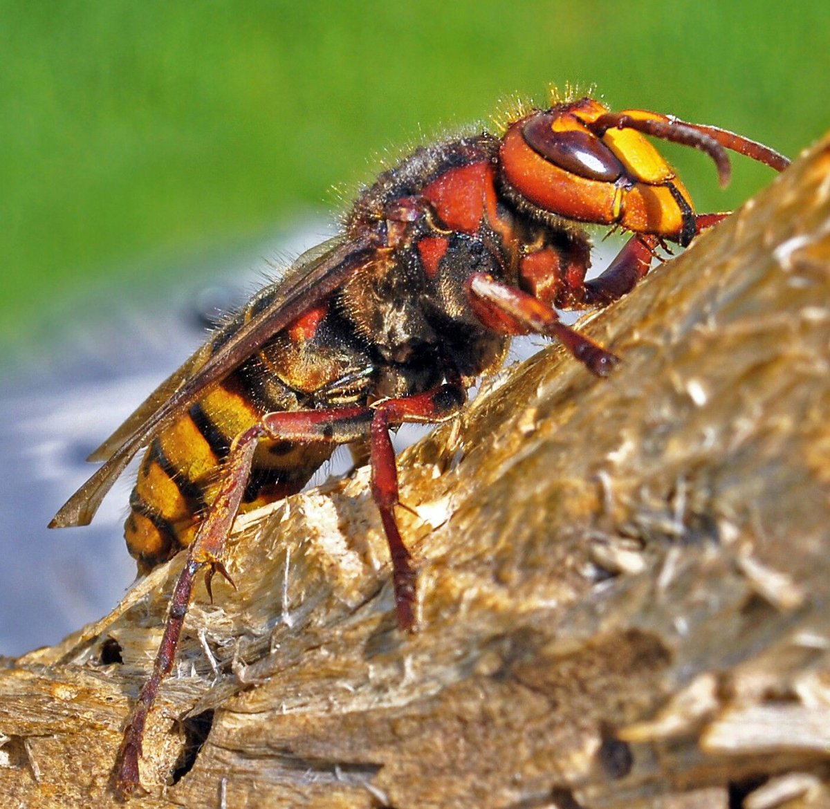Asian giant Hornet