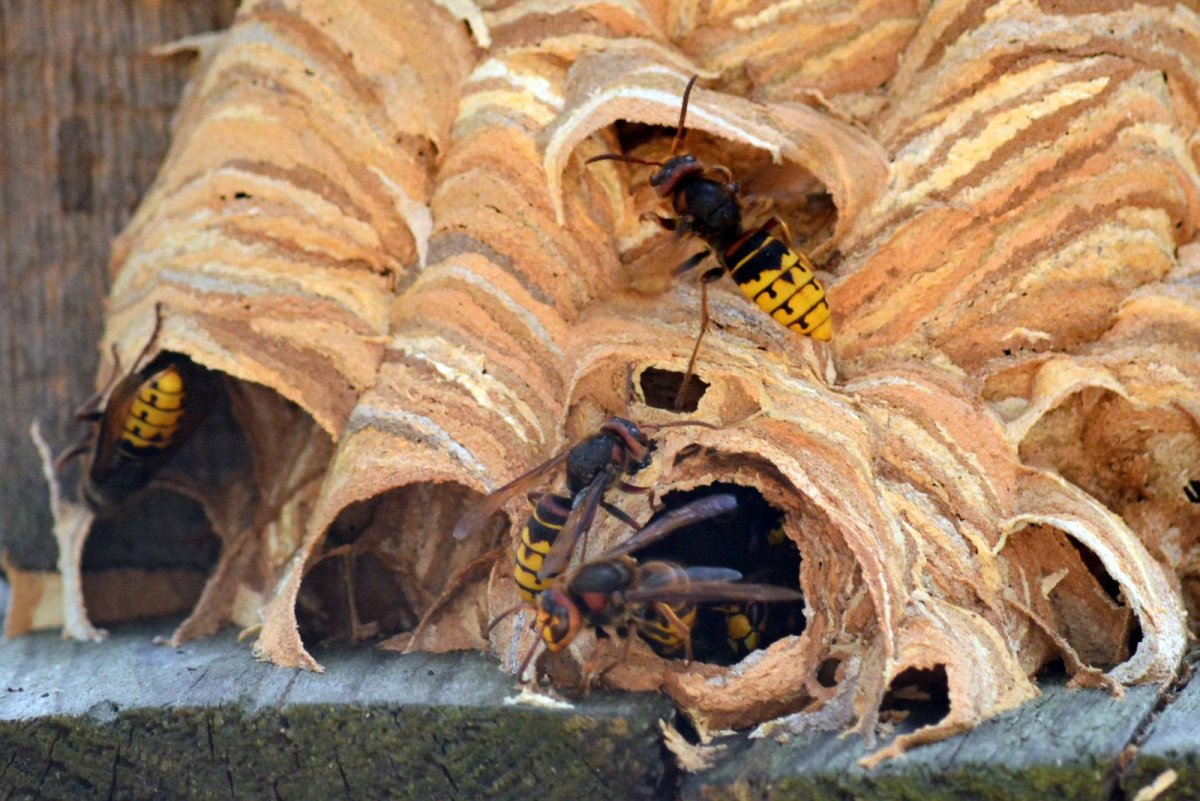 Hornet’s Nest (гнездо шершня)