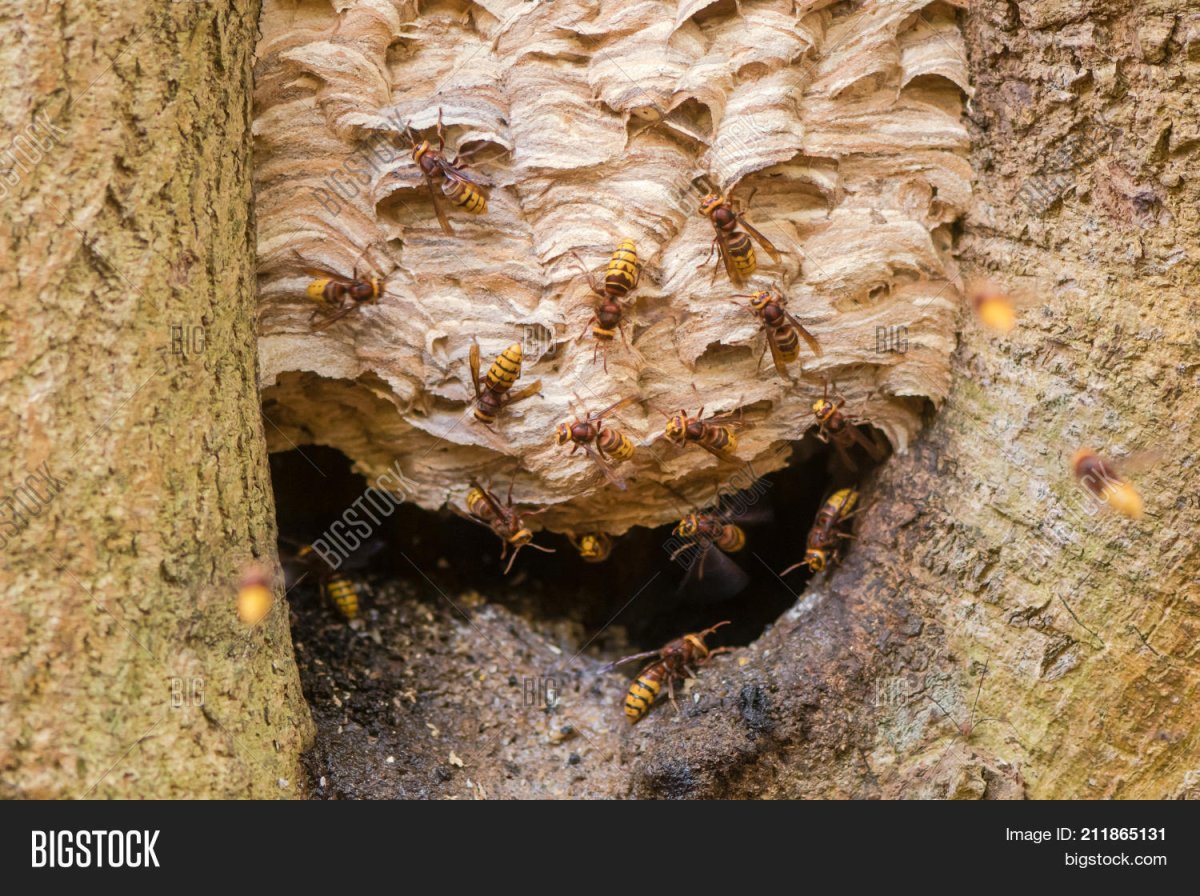 Гнездо шершней на дереве