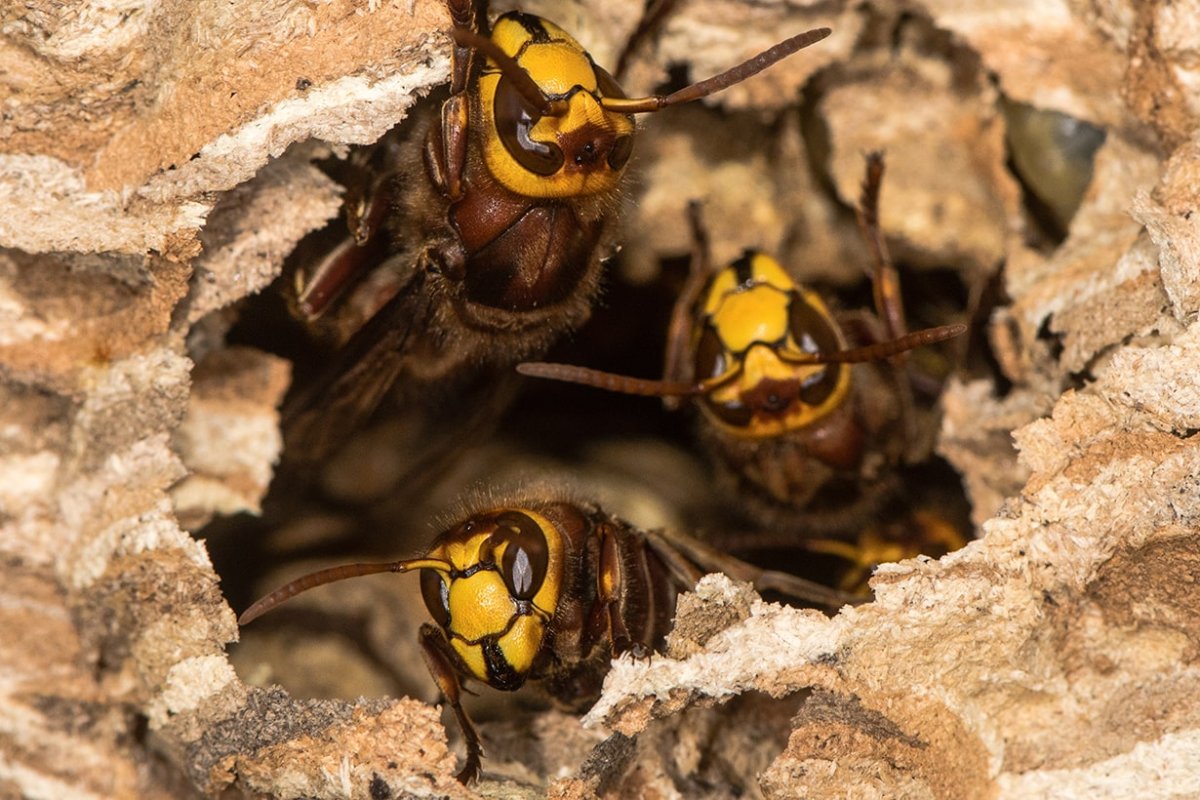 Гнездо европейского шершня