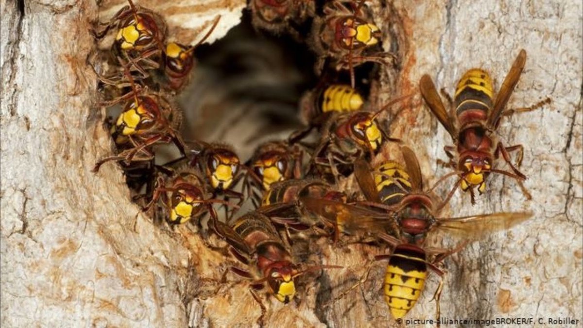 Гигантский азиатский Шершень гнездо