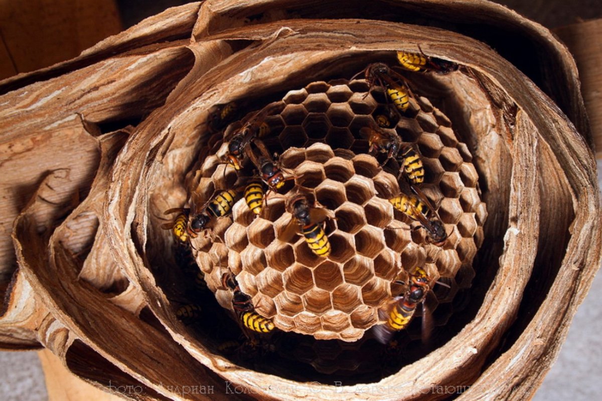 Шершень обыкновенный гнездо