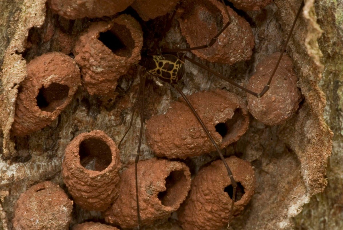 Mud Wasp Nest