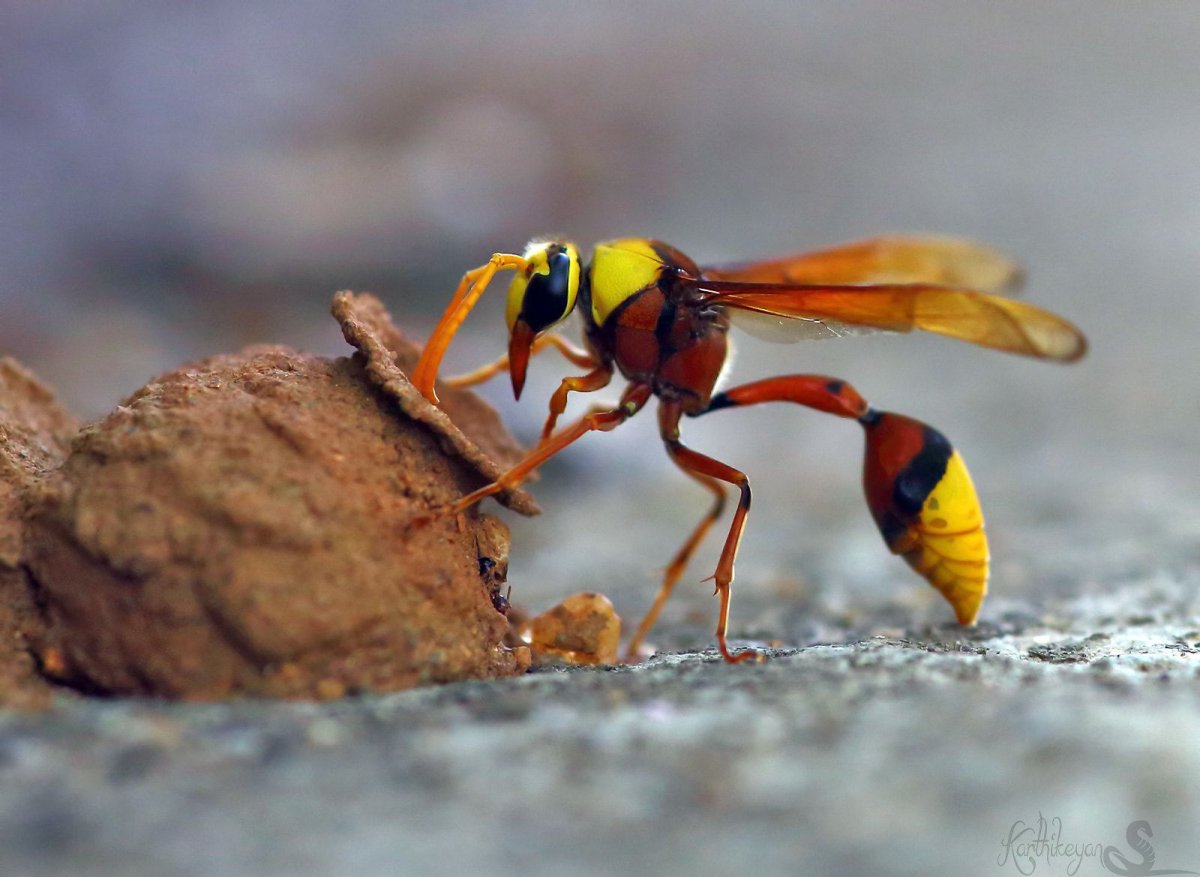Potter Wasp