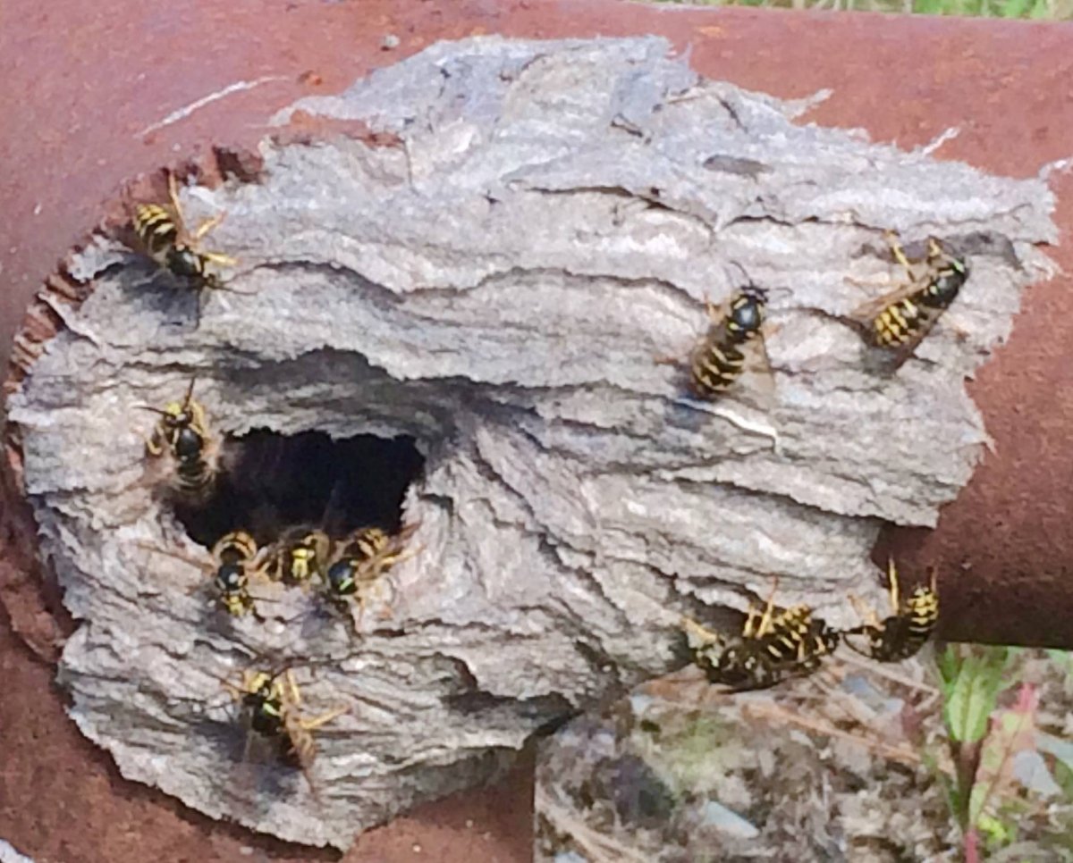 Шершень Сибирский гнездо