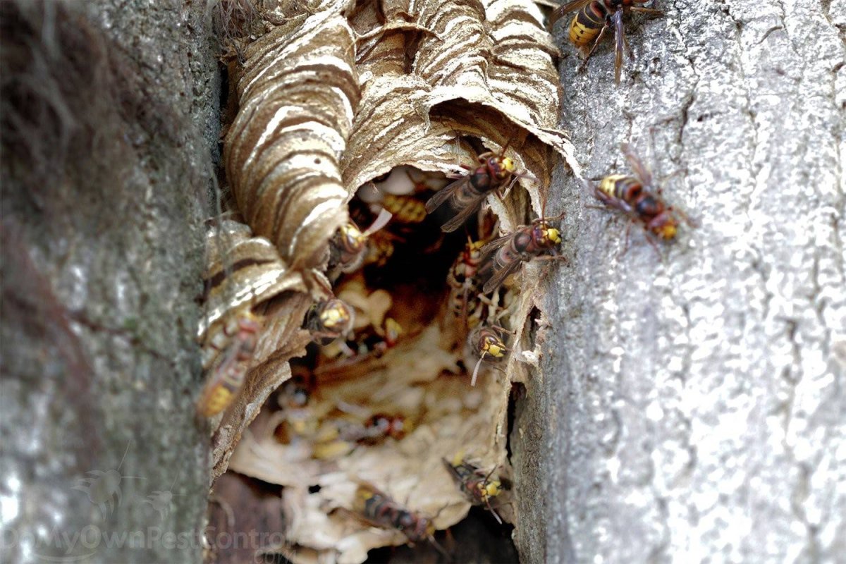 Гнездо шершней