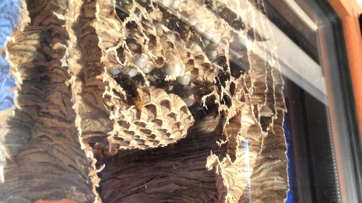 Оса на окне