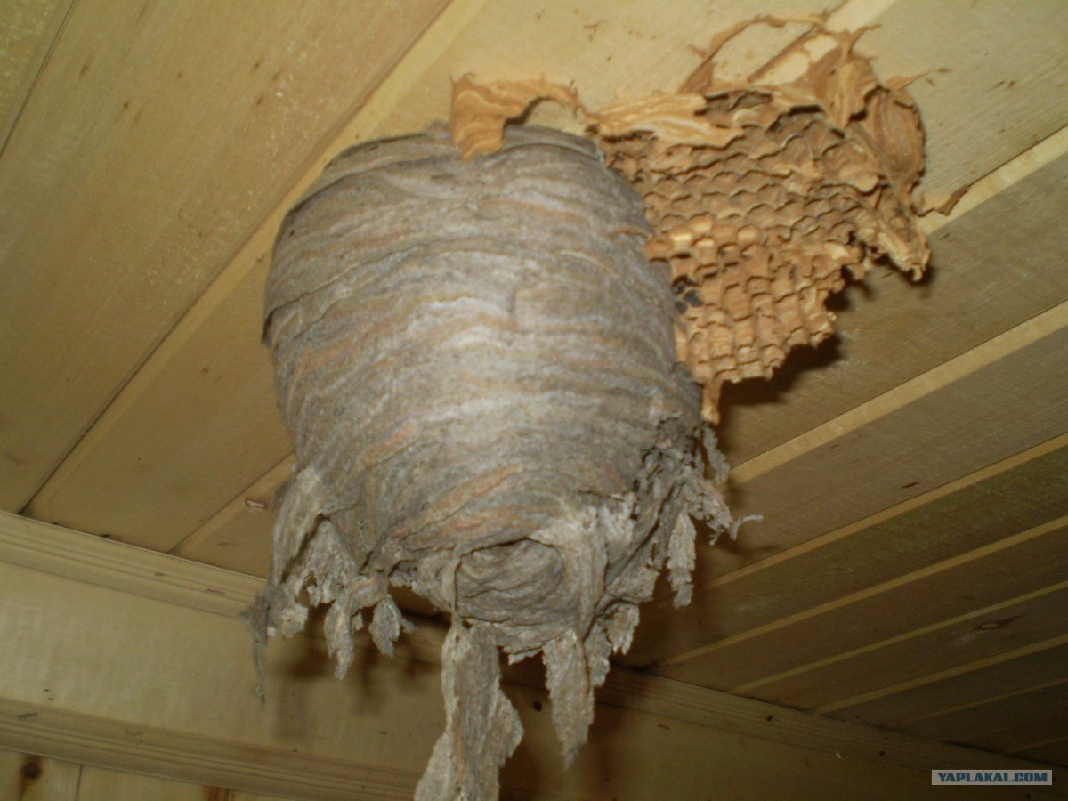 Оса Ординер гнездо