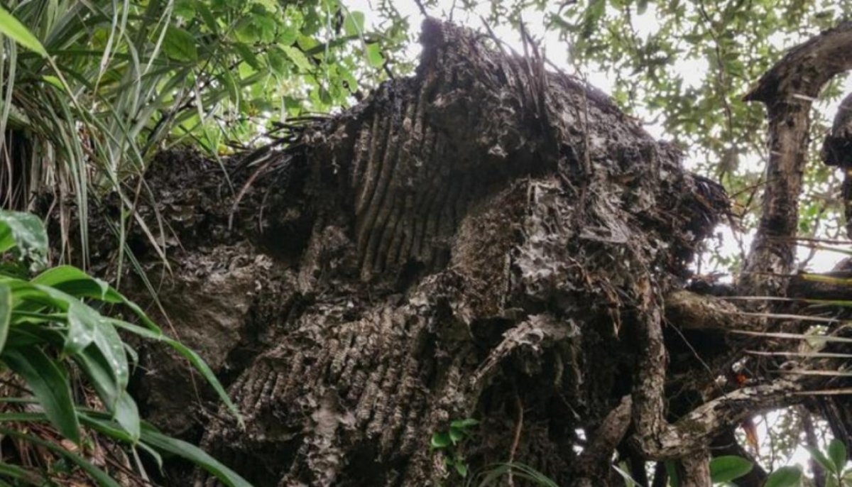 Осиные гнезда в Австралии