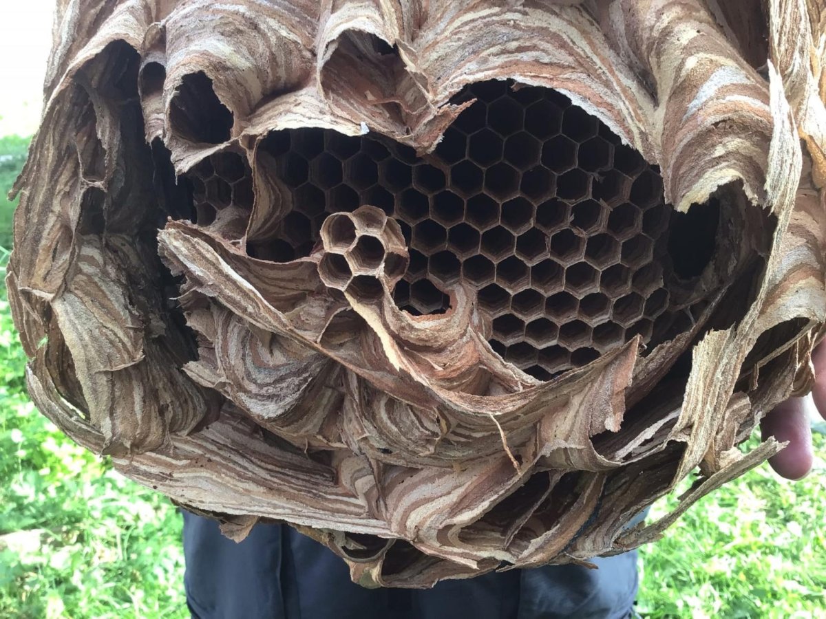 Гнездо шершней