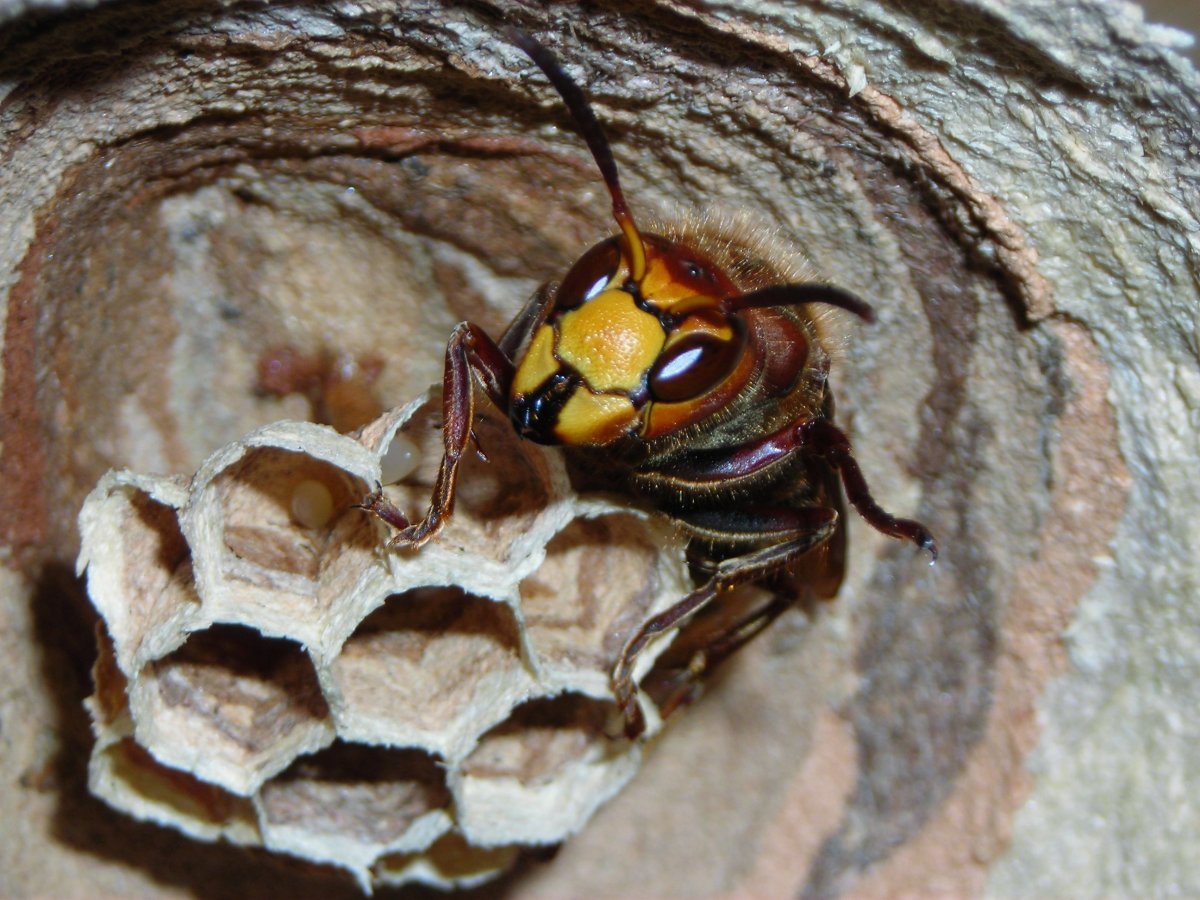 Vespa crabro гнездо