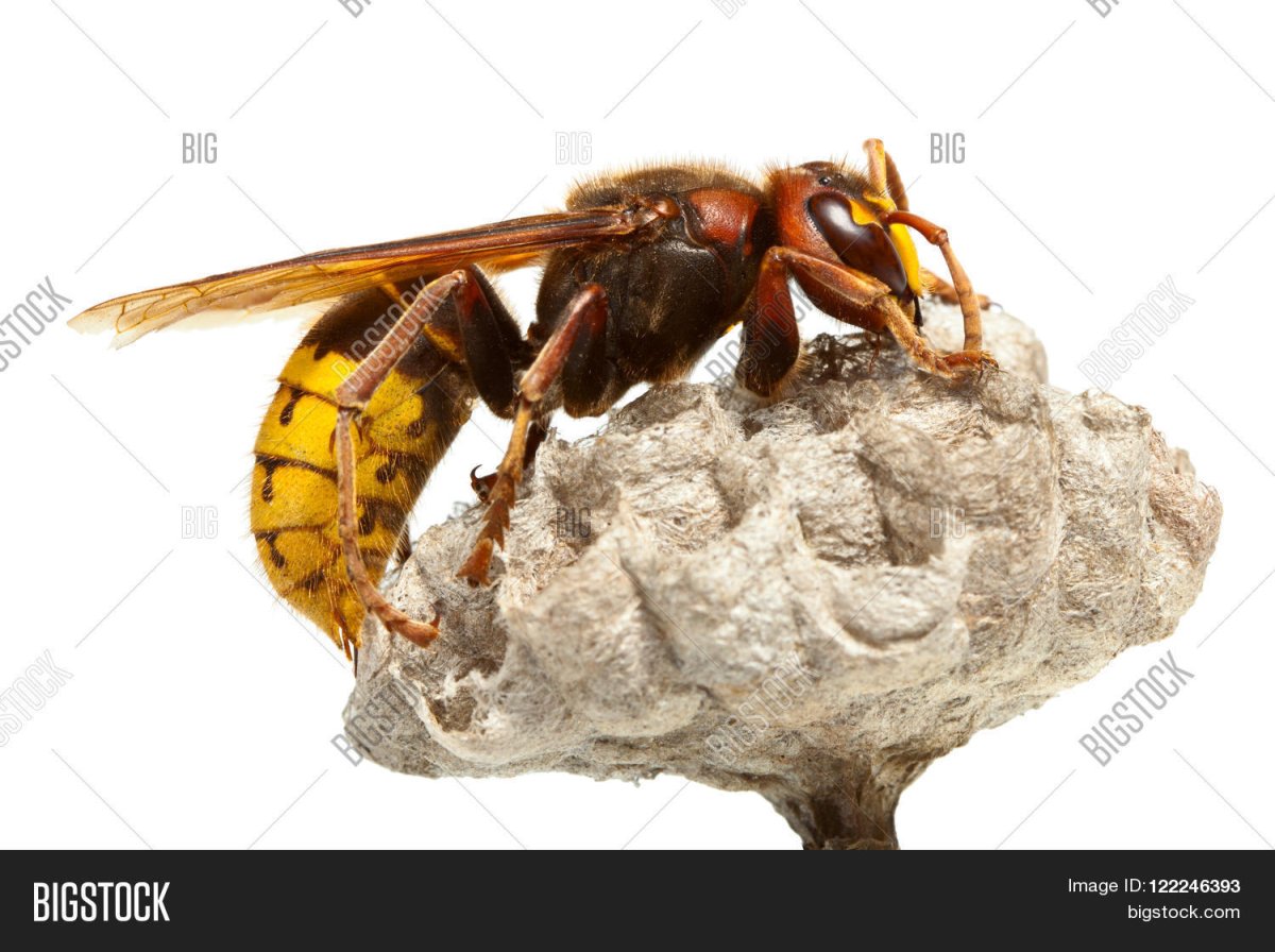 Осы в квартире