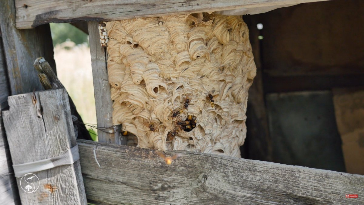 Улей диких шершней