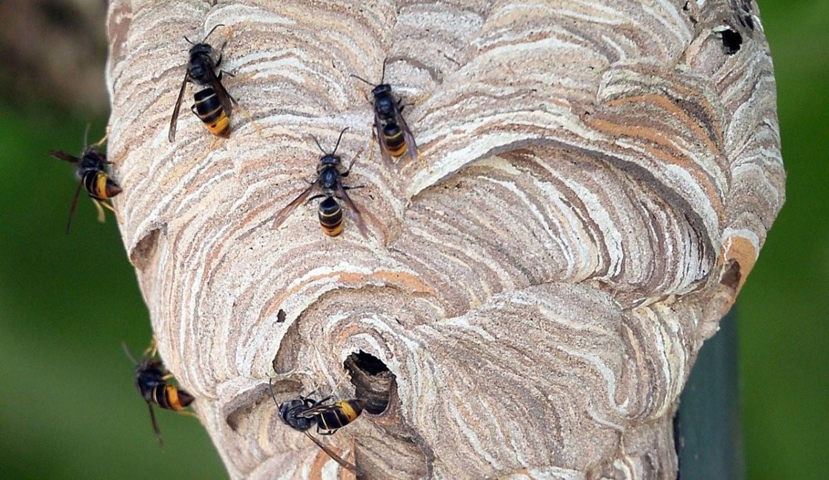 Азиатский Шершень гнездо