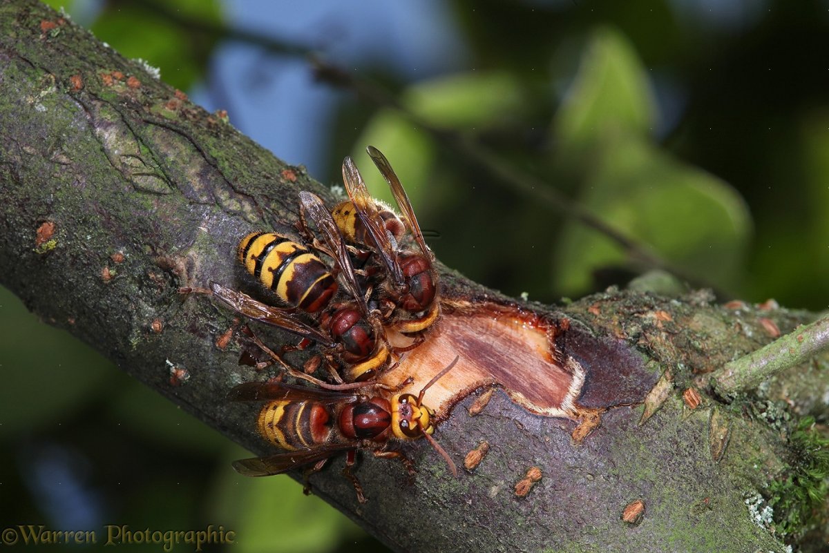 Гигантский азиатский Шершень гнездо