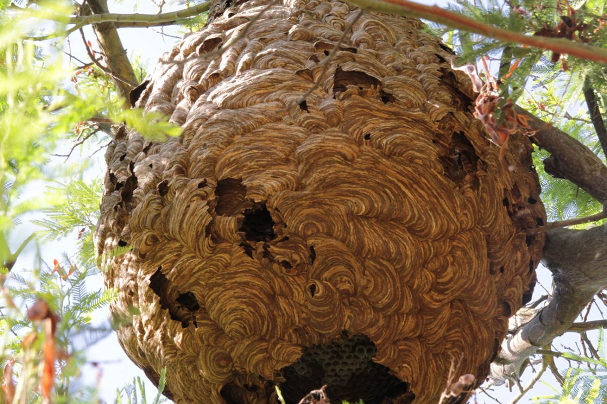 Самое большое гнездо шершней