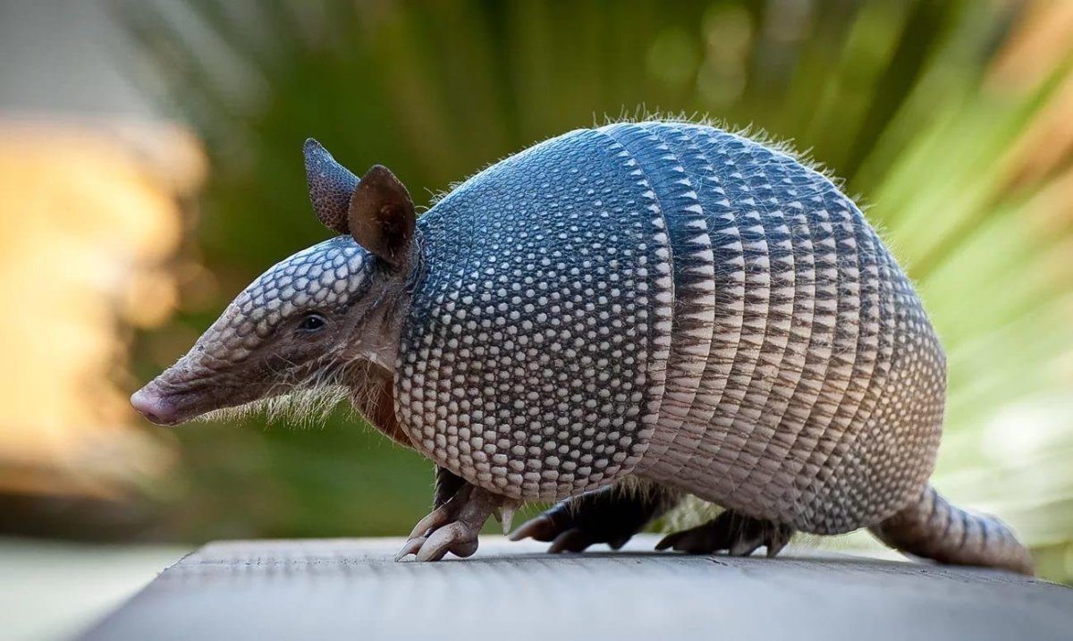 Армадилло животное броненосец
