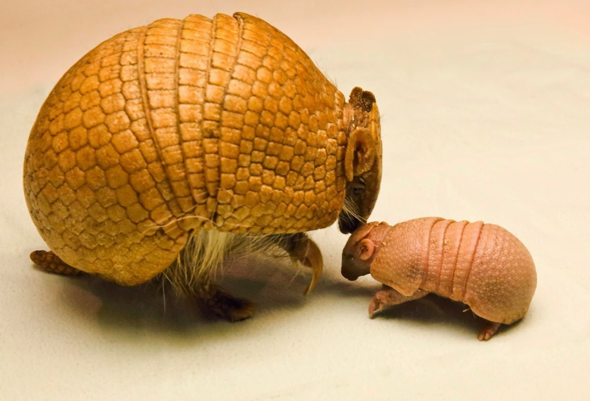 Трехпоясной броненосец Армадилло