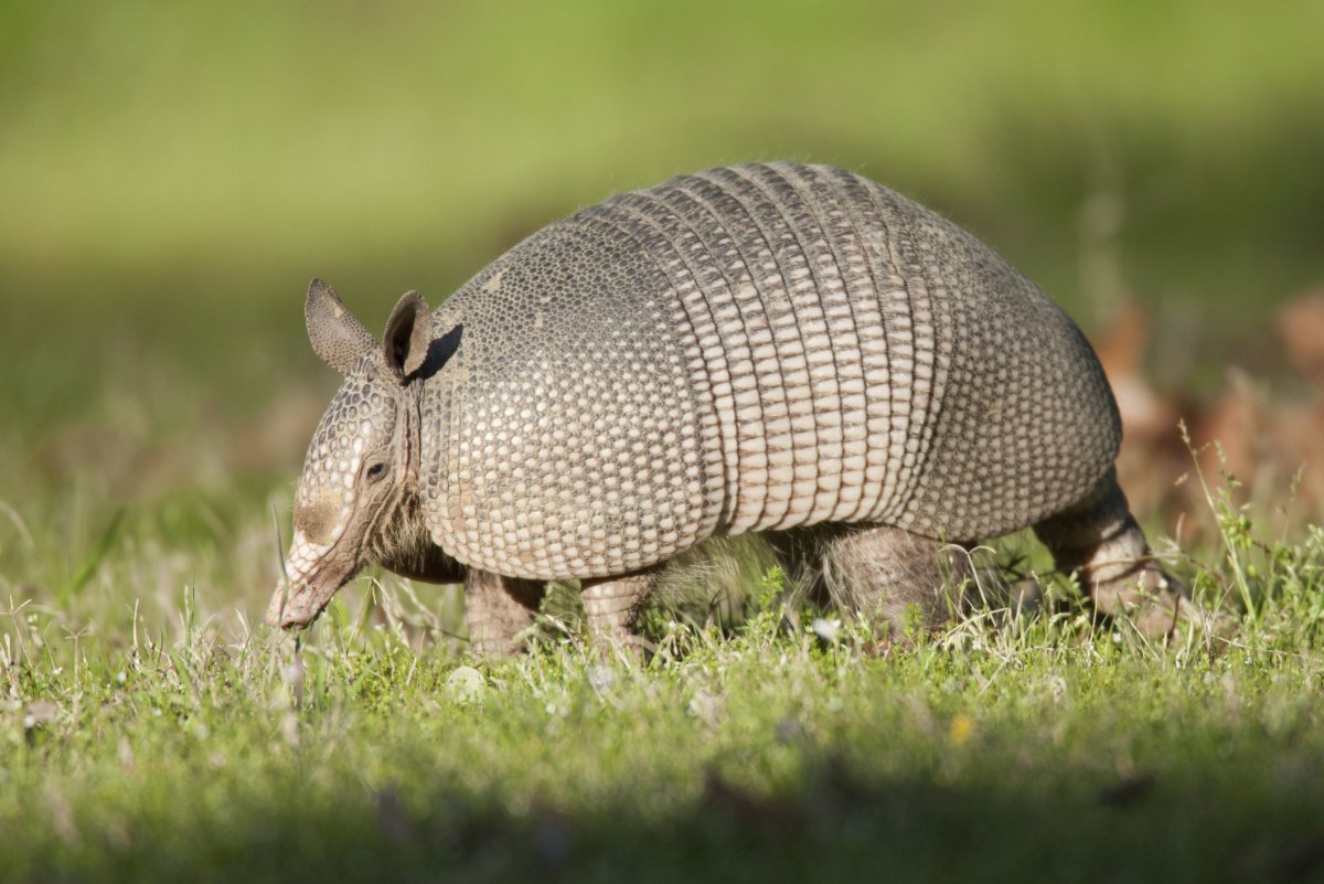 Покемон броненосец броненосец