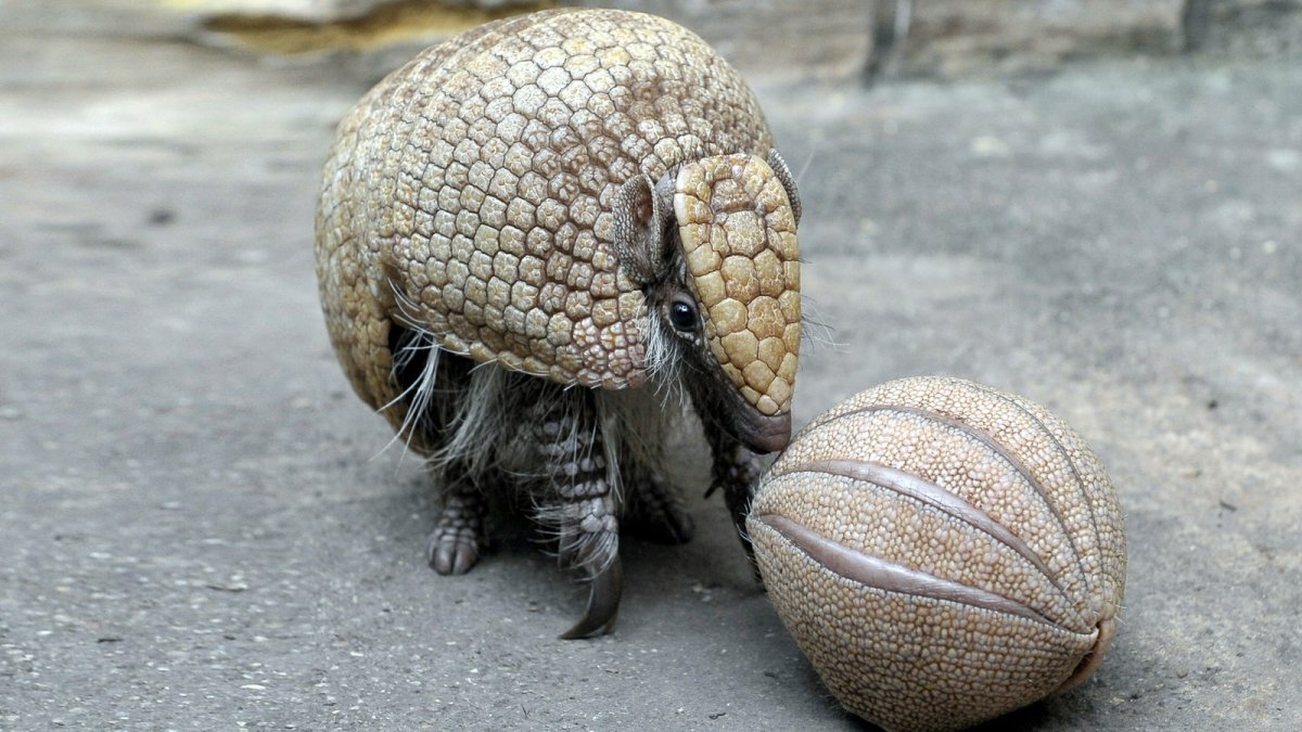 Шаровидный броненосец