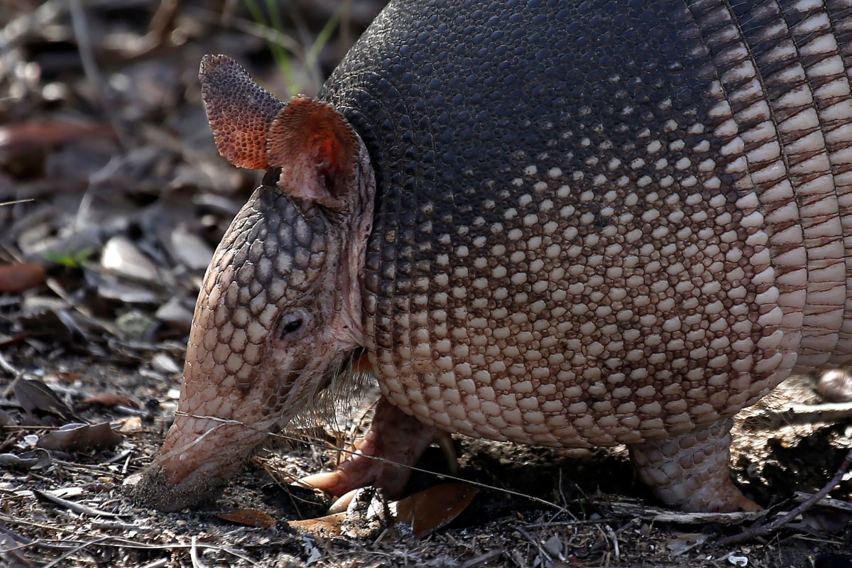 Армадилл Техасский