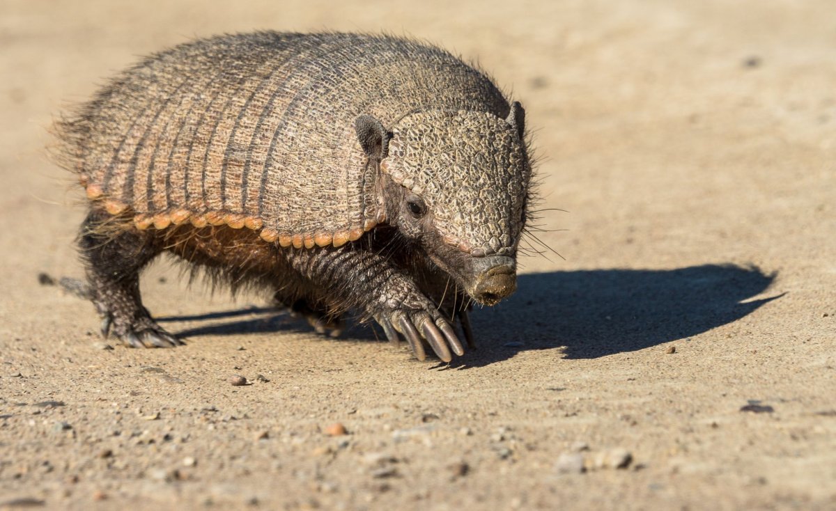 Шерстистый броненосец