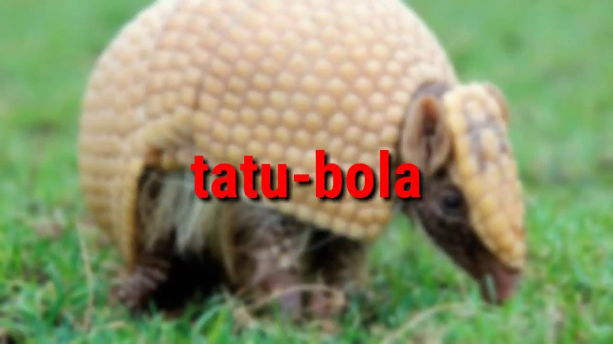 Шаровидный броненосец