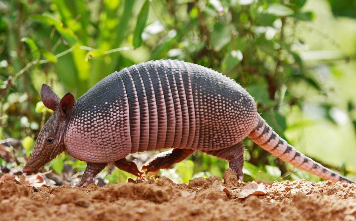 Девятипоясной броненосец