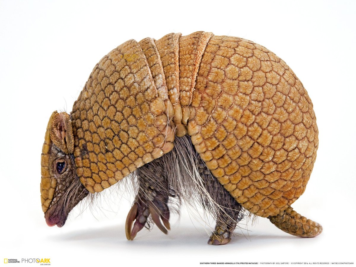 Tolypeutes tricinctus