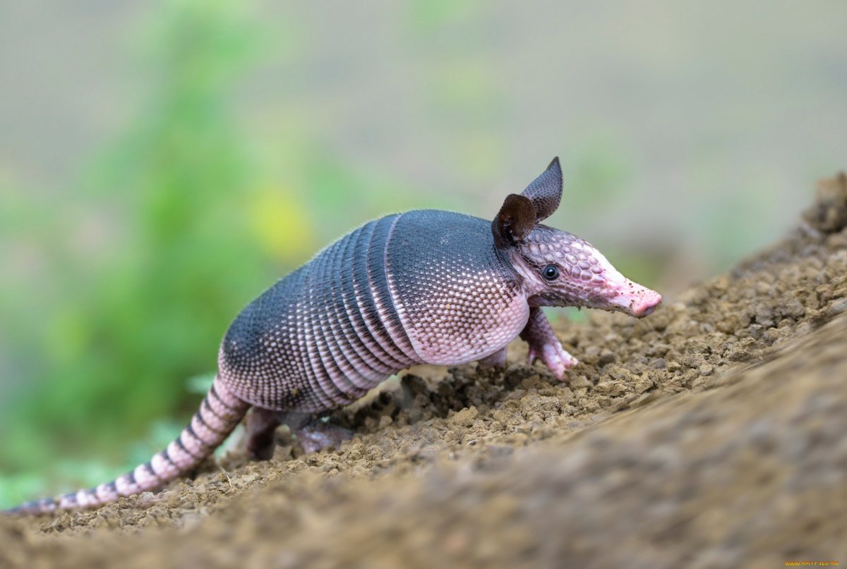 Сумчатый броненосец