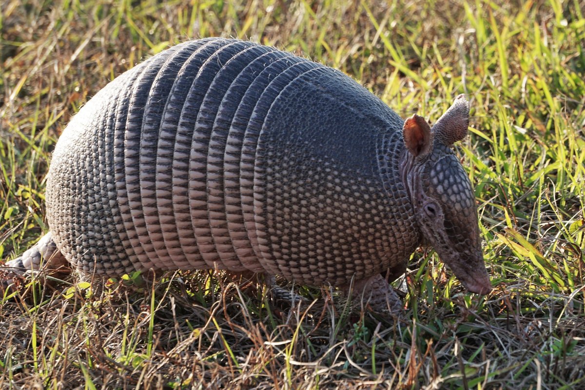 Жук броненосец