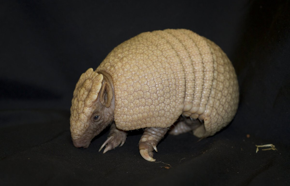 Армадилло броненосец игрушка