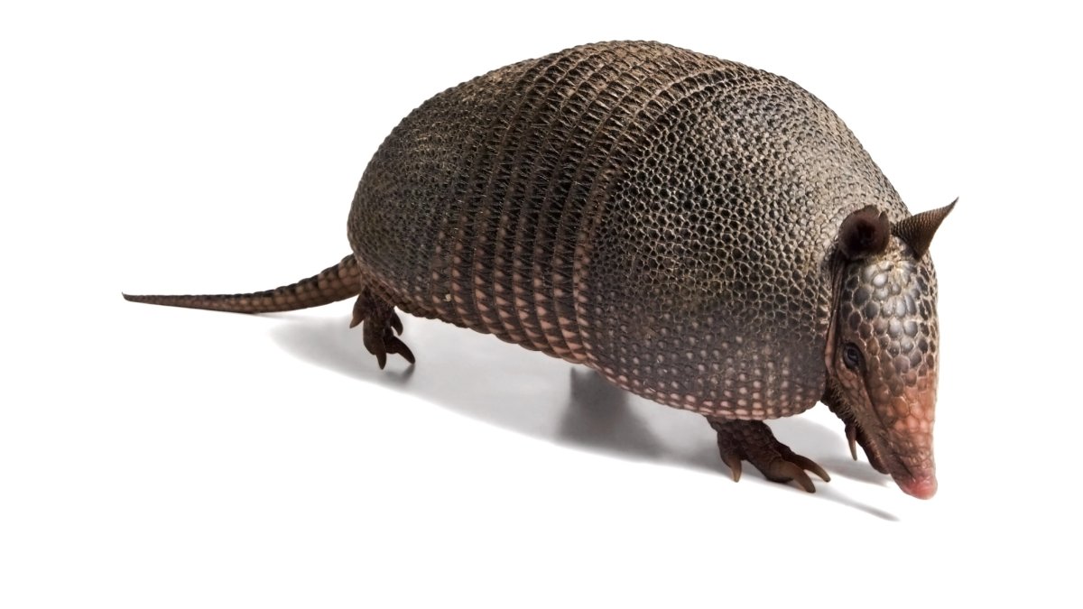 Броненосец на прозрачном фоне