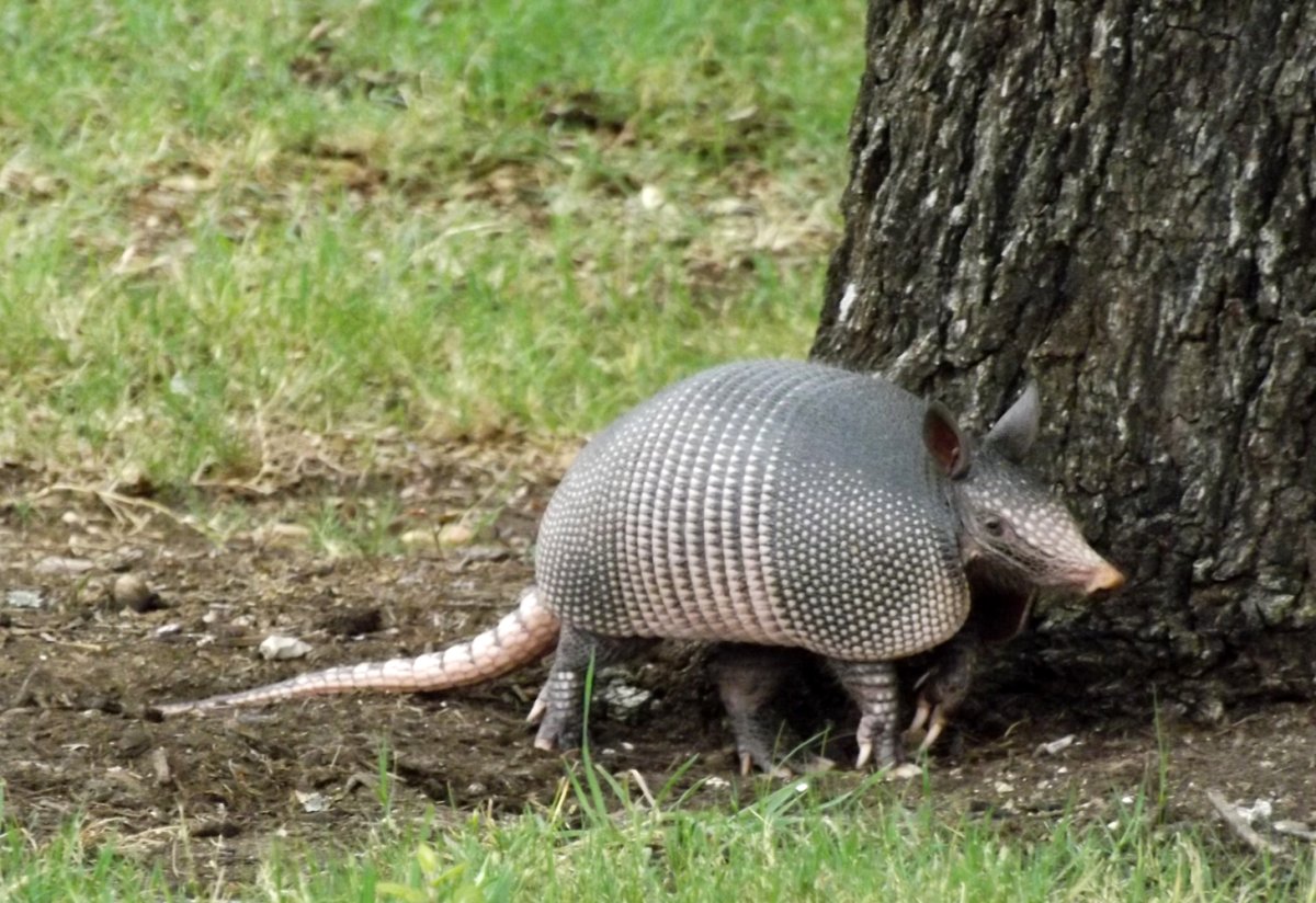 Броненосец обыкновенный