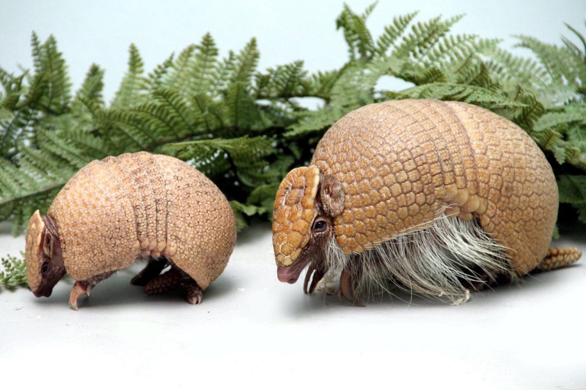 Армадилло броненосец сложенный